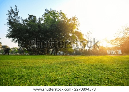 Grass on the field sunrise or sunset landscape in the summer time , Natural green grass field in sunrise in the park with tree sunshine on the grass green environment public park use as natural  Royalty-Free Stock Photo #2270894573