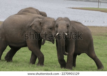 Sri Lankan Elephants in the Wild, Sri Lanka. 