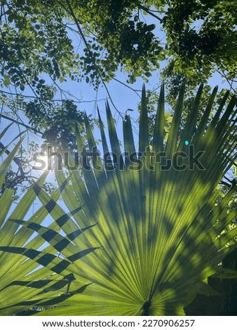 Abstract photo of sun glare through the green leaves palm in the garden