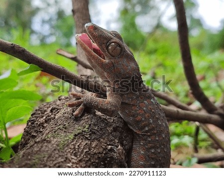 photo of gecko in the wild