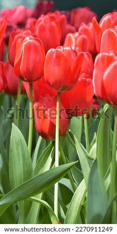 Red Tutips are beautiful flower blossom. And unique must be in a cool climate. There are many colors such as red, white, yellow, purple, but red is most often seen because it is more popula