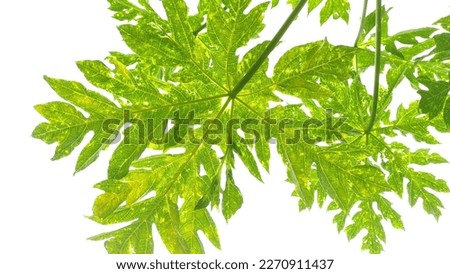 papaya leaf as one of the exotic plants in Indonesia