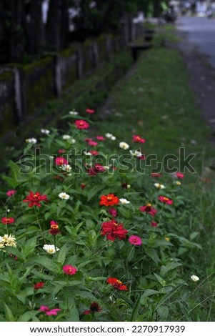 photos of zinnia flowers grow imperfectly in the transition season