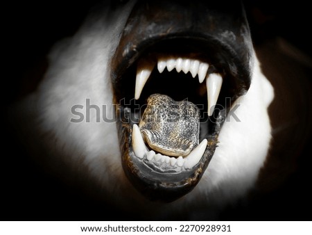 A polar bears mouth wide open with fanged teeth and scarred lips Royalty-Free Stock Photo #2270928931