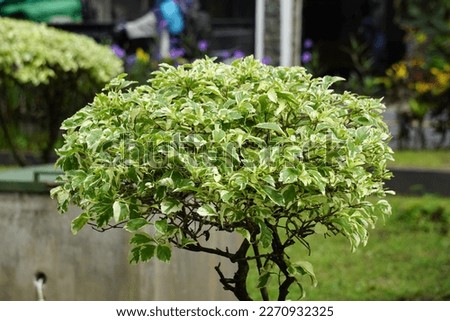 Styrax japonica variegata leaves with a natural background