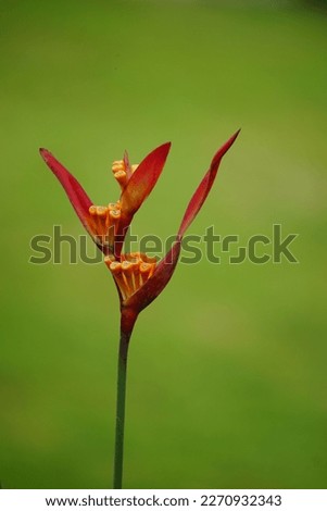 Heliconia (Heliconiaceae, lobster-claws, toucan beak, wild plantains, false bird of paradise) with natural background