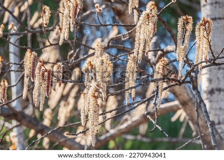 Backlit cluster of female European aspen or Quaking Aspen, Populus tremula, catkins, under the soft spring sun Royalty-Free Stock Photo #2270943041