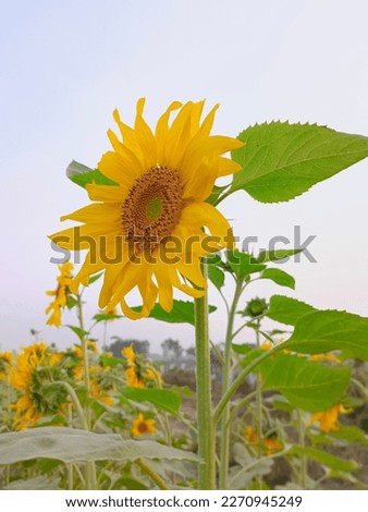 Sunflowers are Native American plants with an international history.
Native Americans grew and selected sunflower varieties for flour, food, and oil. The Spanish brought this new-world plant to Europe