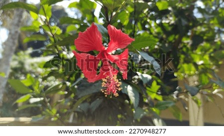 Hibiscus flower is a unique symbol of beauty
