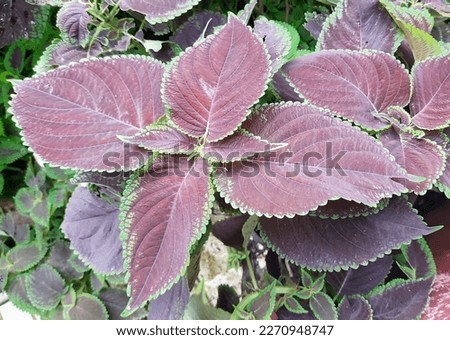 Miana, iler or Coleus atropurpureus are shrubs whose leaves are used as a remedy for hemorrhoids, boils, puerperal fever, ear inflammation and irregular menstruation