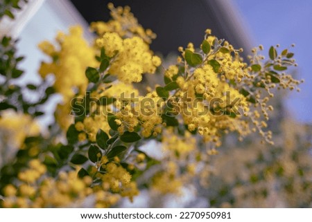 Yellow flowers on the branches of the silver wattle, blue wattle or mimosa Acacia dealbata tree with blue sky on the back in Yoyogi park, Tokyo, Japan