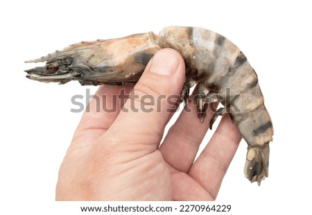 King prawn in hand isolated on white background. Close-up