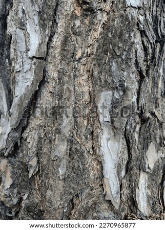 natural made pine bark texture