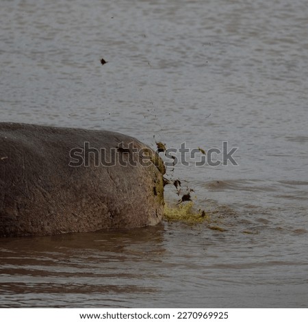 a hippo bull flicking his dung Royalty-Free Stock Photo #2270969925