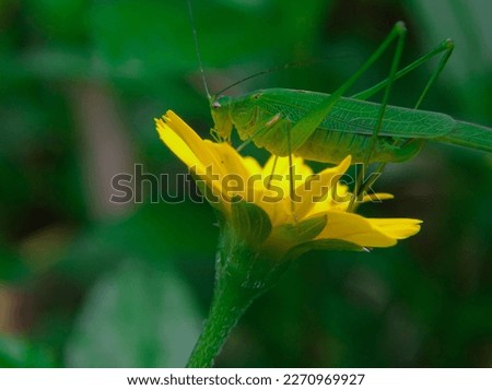 Phaneroptera Falcata or green grasshopper on a wedelia flower