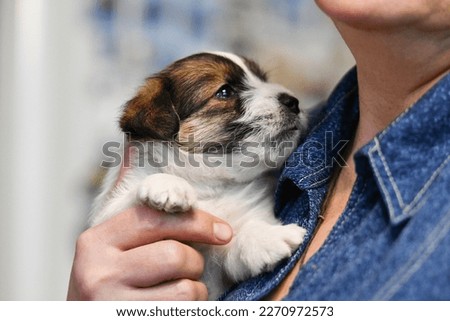 jack russell terrier purebred puppy