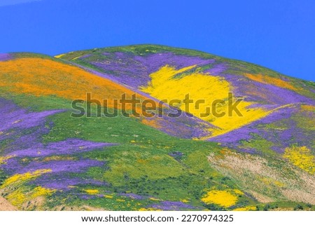 
California wildflower super bloom in Carrizo Plain National Monument - one of the best place to see wildflowers  Royalty-Free Stock Photo #2270974325