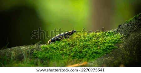 Salamander salamandra of the forest in the forest on grass and moss looking for food, the best photo.