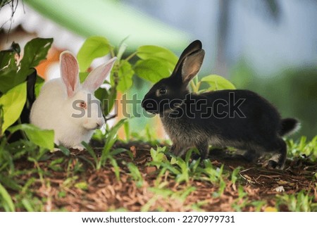 Two rabbits looking for food in the rabbit garden area under a tree while joking