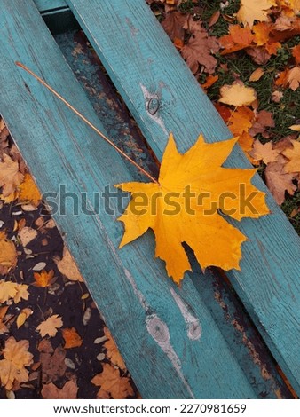 Yellow maple leaf on a wooden bench in a city park close-up.