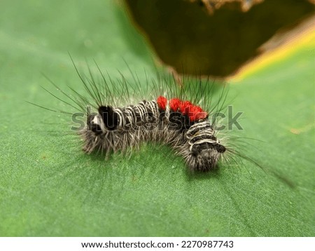 Macro of black white hairy caterpillar insect on green leaves