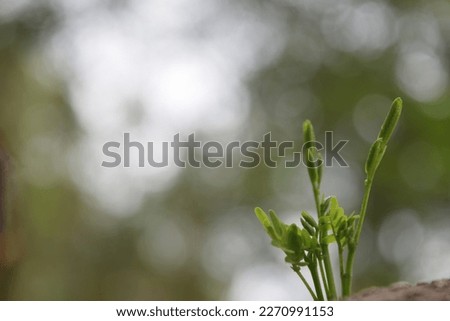 Natural green environment plants tree leaves leaf Sun sunrise sunlight sunset fress air stems insect butterfly colour wild forest animal rain blue sky beautiful landscape portrait image picture grass