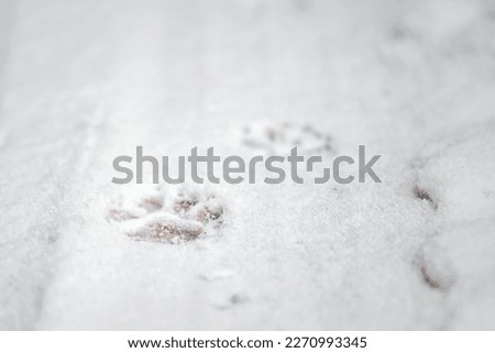 Traces of a dog in the winter in the snow. Close-up of an animal paw print on a snow. Pets adventures in winter.