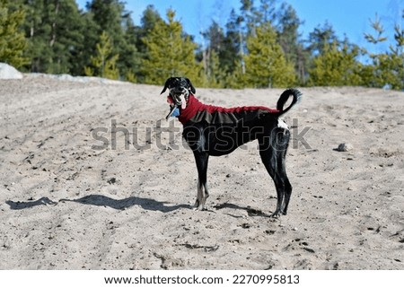 Black dog, purebred Saluki sighthound or gazehound, standing free in the nature. A Persian Greyhound enjoying life outside. Going on a walk at a gravel pit or gravel quarry and forest in Finland.