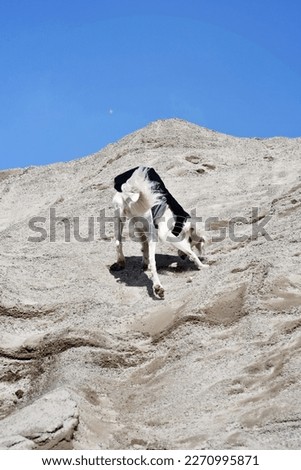 White dog, purebred Saluki sighthound, free in the nature playing in the sand or gravel. Persian Greyhound enjoying life outside. Going on a walk at gravel pit or gravel quarry and forest in Finland.