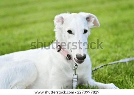 Young white Borzoi puppy or russian greyhound. Dog in a leash wearing a collar. Intensive look. Laying Relaxed on grass on a sunny day. Royalty-Free Stock Photo #2270997829