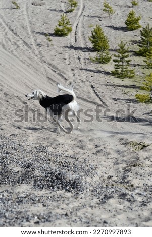 White dog, purebred Saluki sighthound or gazehound, running free in the nature. A Persian Greyhound enjoying life outside. Going on a walk at a gravel pit or gravel quarry and forest in Finland.