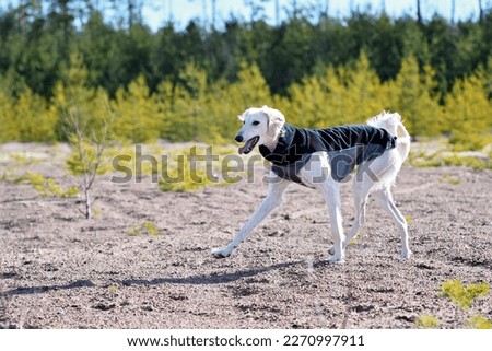 White dog, purebred Saluki sighthound or gazehound, running free in the nature. A Persian Greyhound enjoying life outside. Going on a walk at a gravel pit or gravel quarry and forest in Finland.