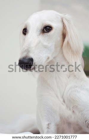 Purebred white Saluki sighthound or gazehound lying down and relaxing, looking at the camera. Dog with long snout, floppy and long-haired ears and brown eyes. Cute and adorable dog portrait.