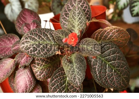 Beautiful Cleopatra flame violet flower plant, top view 
