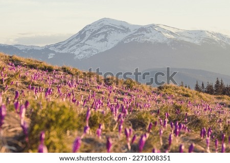 Blurred early flowers meadow with snow capped mountains landscape photo. Highland. Nature scenery photography. Ambient light. High quality picture for wallpaper, travel blog, magazine, article
