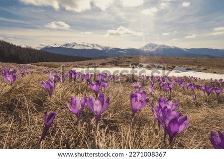 Wide violet crocus hillside with melting snow landscape photo. Nature scenery photography with mountain on background. Ambient light. High quality picture for wallpaper, travel blog, magazine, article