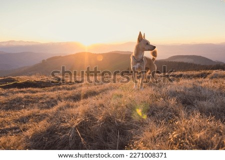 Close up walking dog on mountain hill in sunset concept photo. Front view photography with blurred background. Natural rim light. High quality picture for wallpaper, travel blog, magazine, article