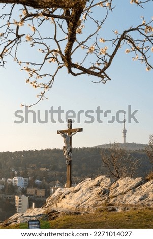 Pécs city center on the side of Mecsek mountain in Hungary is beautiful and amazing during cheery blossom and almond tree in March with church and  nice weather and landscape