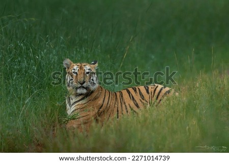 Tiger in Monsoon in India