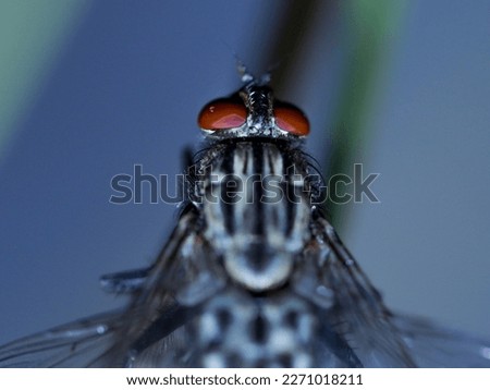 the flesh fly within the common fleah fly, seientific name( sarcophaga)