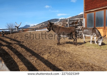portrait of a donkey in the enclosure of a farm in the swiss mountains