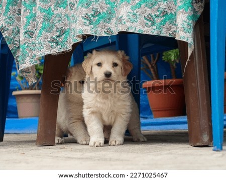 Golden Labrador Retriever Under the Table