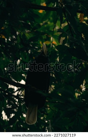 Wreathed Hornbill in beautiful environment