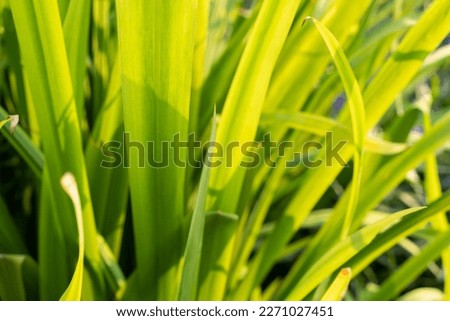 Green and Yellow Plant Grow Background.