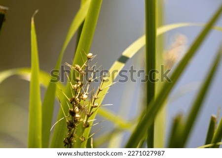 The Close Up picture of random grass around lake in Victoria Park