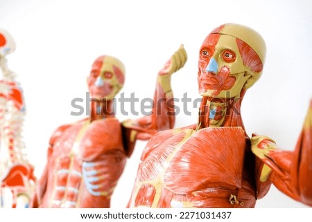 Human anatomy and physiology model in the laboratory for educati Royalty-Free Stock Photo #2271031437