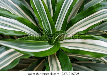 Leaf of a growing houseplant Dracaena Deremensis closeup Royalty-Free Stock Photo #2271040705