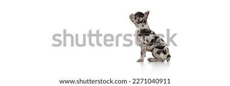 Studio image of purebred French bulldog in spotted color calmly sitting over white background. Concept of domestic animal, pet care, motion, action, animal life. Copy space for ad. Banner Royalty-Free Stock Photo #2271040911
