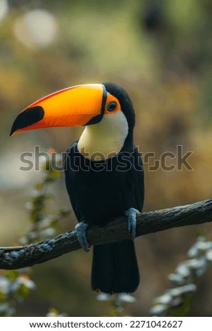 A yellow, white and black colored toucan bird resting on the dried gray stem on a tree and behind the light black grasses background. Toucans are members of the Neotropical near passerine bird.