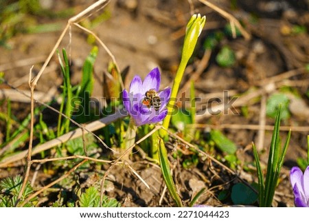 The spring crocus - Crocus vernus - is a perennial plant, sprouting from small bulbs, which bloom at the same time or immediately after the snowdrops appear. photo taken during the day.